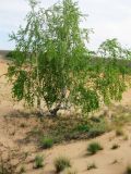 Betula borysthenica