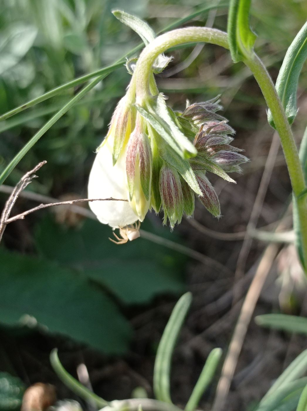 Изображение особи Onosma simplicissima.