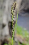 Carex augustinowiczii