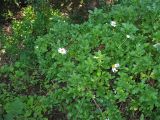 род Argyranthemum