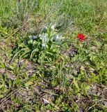Juno palaestina. Цветущее растение (справа - Anemone coronaria). Израиль, западный Негев, лес Шокеда. 09.02.2022.