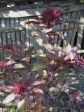 Amaranthus caudatus