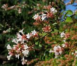 Abelia × grandiflora. Ветвь цветущего растения. Краснодарский край, г. Адлер, парк \"Южные культуры\". 11.09.2022.