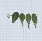 Diplotaxis erucoides. Листья и цветок. Израиль, западный Негев, лес Шокеда. 09.02.2022.