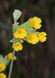 Primula macrocalyx. Соцветие. Дагестан, Левашинский р-н, окр. с. Цудахар, широколиственный лес. 9 мая 2022 г.