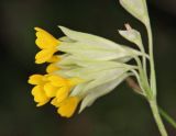Primula macrocalyx. Соцветие. Дагестан, Левашинский р-н, окр. с. Цудахар, широколиственный лес. 9 мая 2022 г.