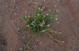 Cakile euxina. Цветущее и плодоносящее растение. Дагестан, г. Дербент, песчаный пляж. 30.07.2022.