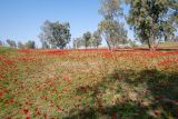 Anemone coronaria. Аспект цветущих растений. Израиль, западный Негев, лес Шокеда. 09.02.2022.
