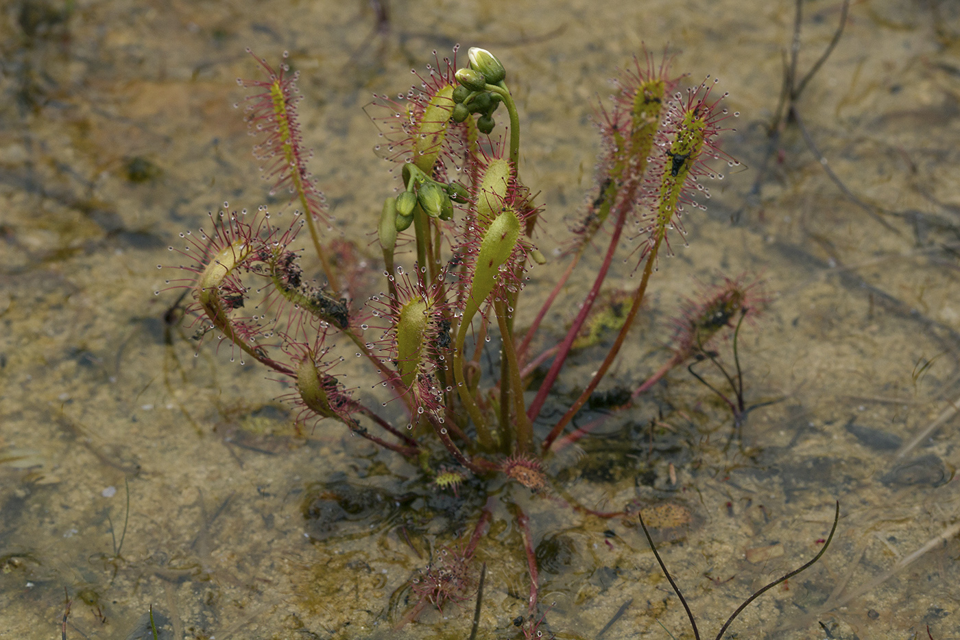 Image of Drosera anglica specimen.