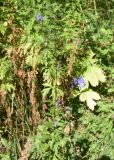 род Aconitum. Цветущее растение. Кабардино-Балкария, Эльбрусский р-н, гора Чегет, нижняя часть склона, луг. 28 августа 2023 г.