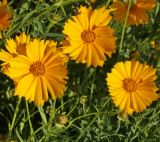 род Coreopsis