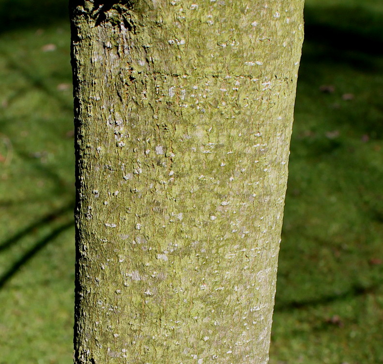 Изображение особи Magnolia officinalis.