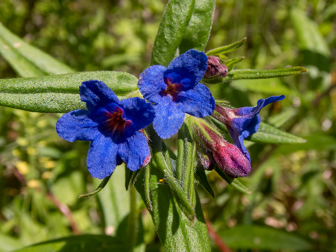 Изображение особи Aegonychon purpurocaeruleum.