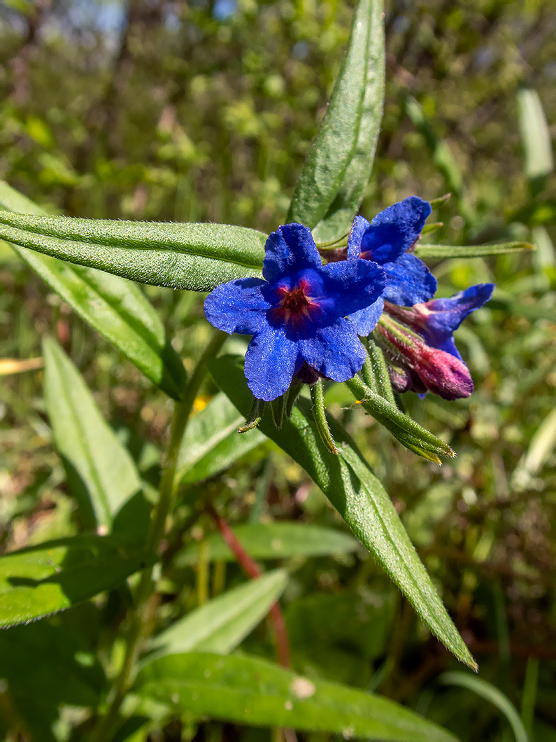 Изображение особи Aegonychon purpurocaeruleum.