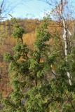 Juniperus niemannii