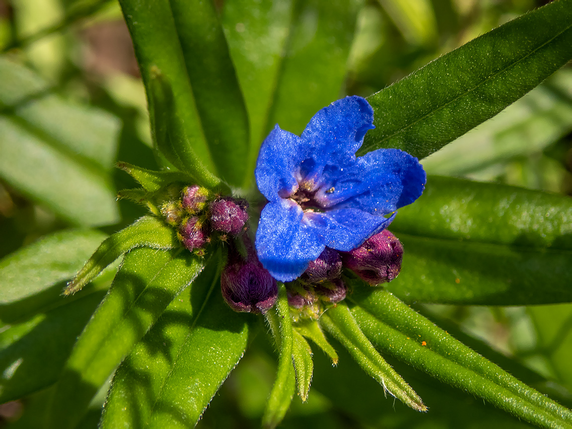 Изображение особи Aegonychon purpurocaeruleum.