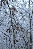 Fagus sylvatica. Средняя часть кроны покоящегося растения, засыпанного снегопадом. Санкт-Петербург, Дудергофские высоты, широколиственный лес. 25.11.2023.