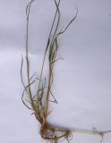 Agrostis clavata