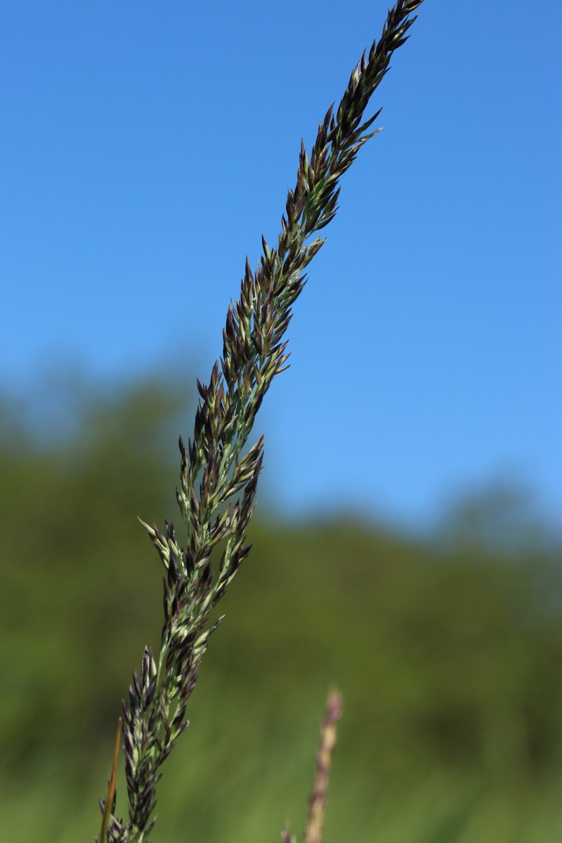 Изображение особи Calamagrostis groenlandica.