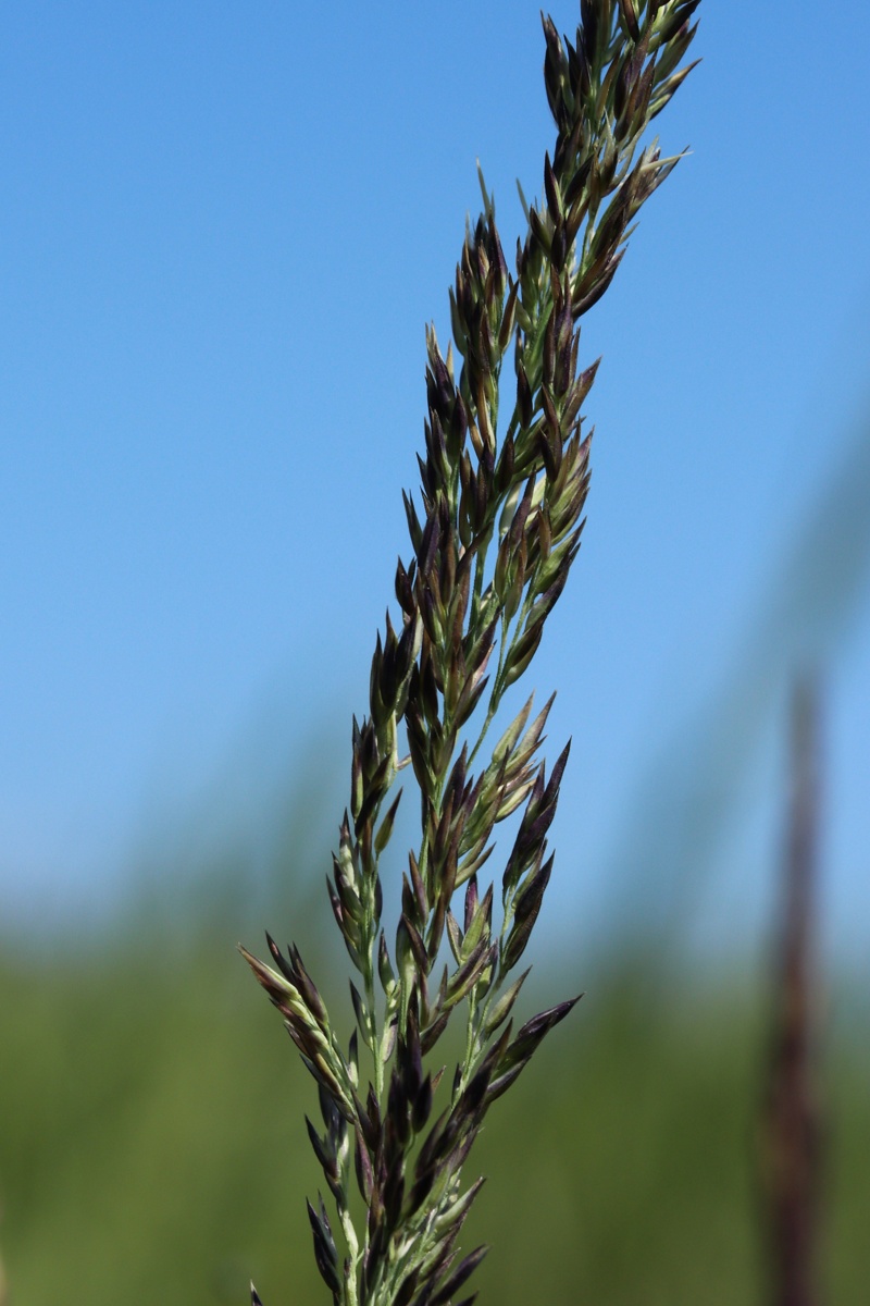 Изображение особи Calamagrostis groenlandica.