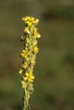 Verbascum thapsus. Соцветие. Кабардино-Балкария, Эльбрусский р-н, долина р. Сылтрансу, ≈ 2200 м н.у.м., субальпийский луг. 04.08.2019.