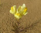 Linaria vulgaris ssp. arenosa