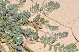 Astragalus tribuloides. Часть цветущего и плодоносящего растения. Израиль, центральная Арава, русло нахаль Шизаф. 03.02.2016.