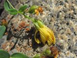 Hypericum nummularioides. Верхушка побега с цветком. Северная Осетия, Алагирский р-н, долина р. Цеядон, ок. 2400 м н.у.м., скала. 30.07.2021.