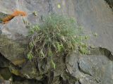 Oxytropis owerinii. Плодоносящее растение. Северная Осетия, Алагирский р-н, долина р. Цеядон, ок. 2400 м н.у.м., скала. 30.07.2021.