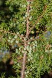 Juniperus communis. Веточка с незрелыми шишкоягодами. Кабардино-Балкария, Эльбрусский р-н, долина р. Ирик, ок. 2300 м н.у.м., среди камней. 21.08.2023.