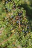 Juniperus communis. Веточка с шишкоягодами. Кабардино-Балкария, Эльбрусский р-н, долина р. Ирик, ок. 2300 м н.у.м., среди камней. 21.08.2023.
