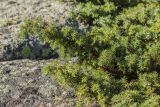 Juniperus communis. Ветвь с незрелыми шишкоягодами. Кабардино-Балкария, Эльбрусский р-н, долина р. Ирик, ок. 2300 м н.у.м., среди камней. 21.08.2023.