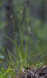 Carex globularis