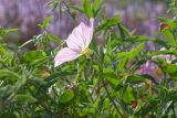 Oenothera speciosa. Верхушка побега с цветком и бутонами. Израиль, г. Яффо, высокий берег Средиземного моря. 03.04.2024.