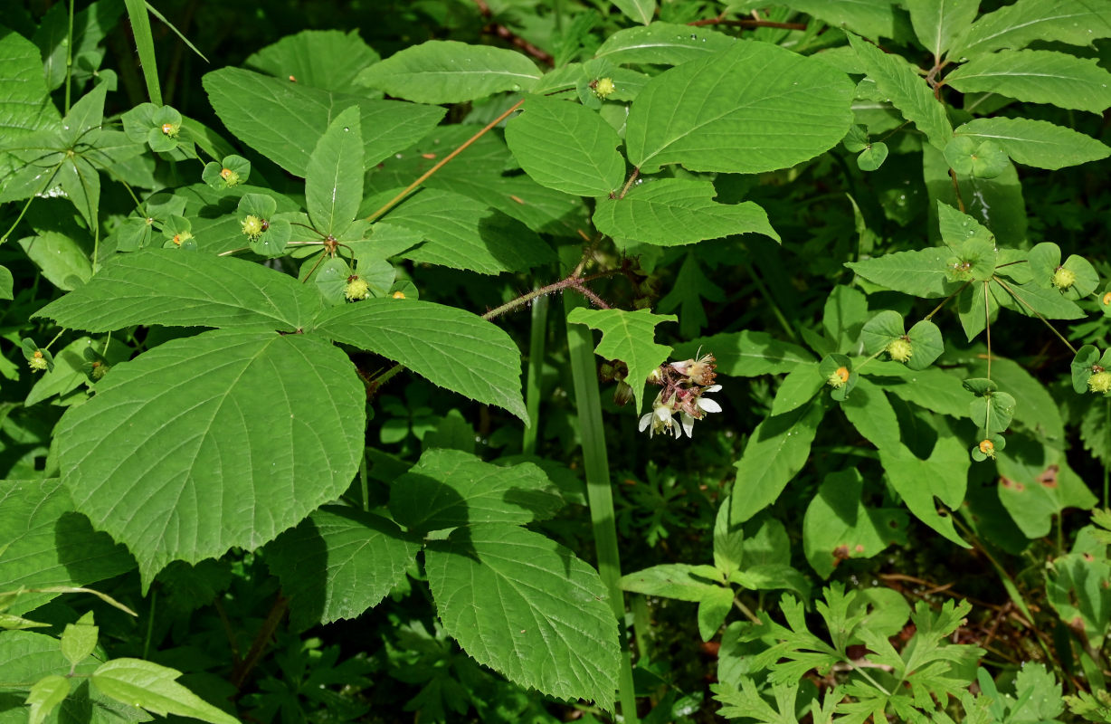 Image of Rubus hirtus specimen.