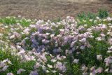 Oenothera speciosa. Цветущие растения. Израиль, г. Яффо, высокий берег Средиземного моря. 03.04.2024.