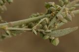 Atriplex oblongifolia