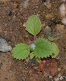 Forsskaolea tenacissima. Молодое растение. Израиль, г. Эйлат, территория гостиницы \"Орхидея\", сорное. 13.10.2015.