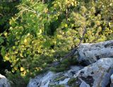 Pinus sylvestris подвид hamata. Карликовое растение в трещине скалы. Краснодарский край, Туапсинский р-н, гора Индюк. 03.10.2020.