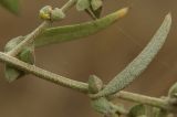 Atriplex oblongifolia