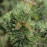 Pinus sylvestris подвид hamata. Верхушка ветви с шишками. Кабардино-Балкария, Эльбрусский р-н, долина р. Сылтрансу, ≈ 2200 м н.у.м. 05.08.2019.