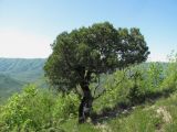 Juniperus foetidissima. Взрослое дерево. Краснодарский край, Абинский р-н, хр. Папай, каменистый склон. 14.05.2020.