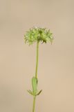 Valerianella dactylophylla