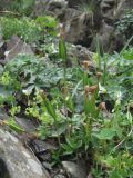 Lomatogonium carinthiacum. Плодоносящее растение. Северная Осетия, Алагирский р-н, долина р. Сказдон, ок. 2800 м н.у.м., каменистый склон. 29.07.2021.