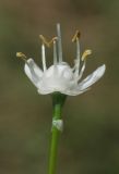 Allium pskemense