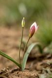 Tulipa biflora. Отцветающее растение с завязавшимся плодом. Калмыкия, Целинный р-н, окр. пос. Хар-Булук, памятник природы \"Одинокий тополь\", степь. 18.04.2022.