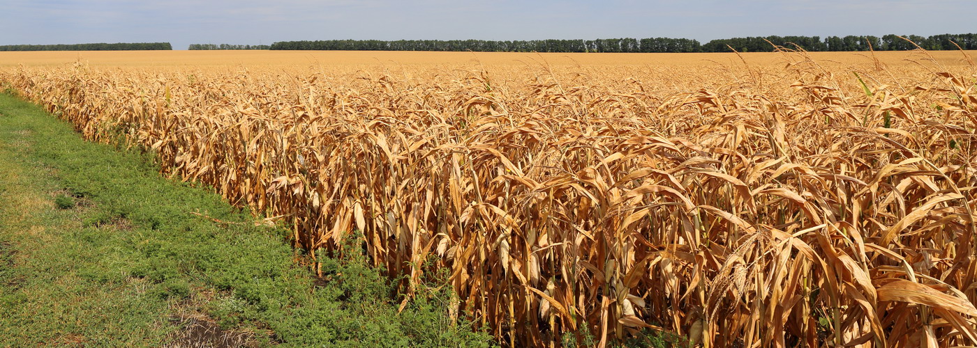 Кукуруза обыкновенная (Zea mays)