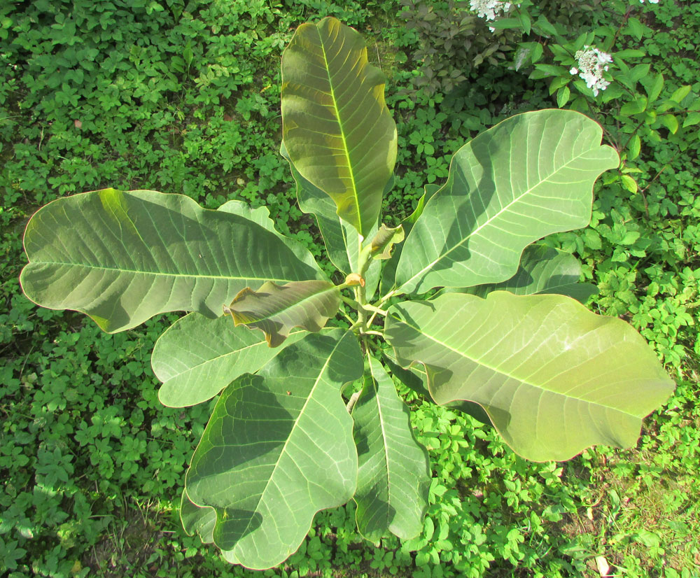 Изображение особи Magnolia officinalis var. biloba.