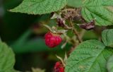Фото Rubus matsumuranus