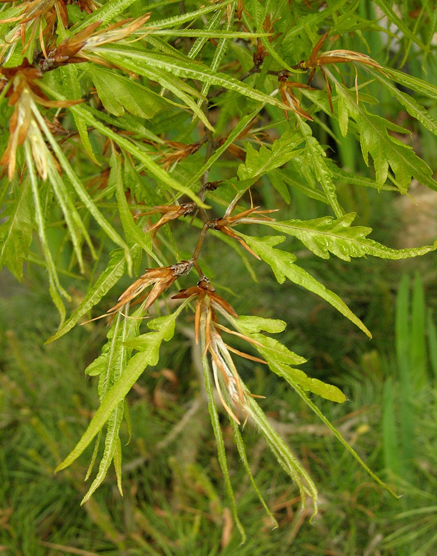 Изображение особи Fagus sylvatica var. laciniata.